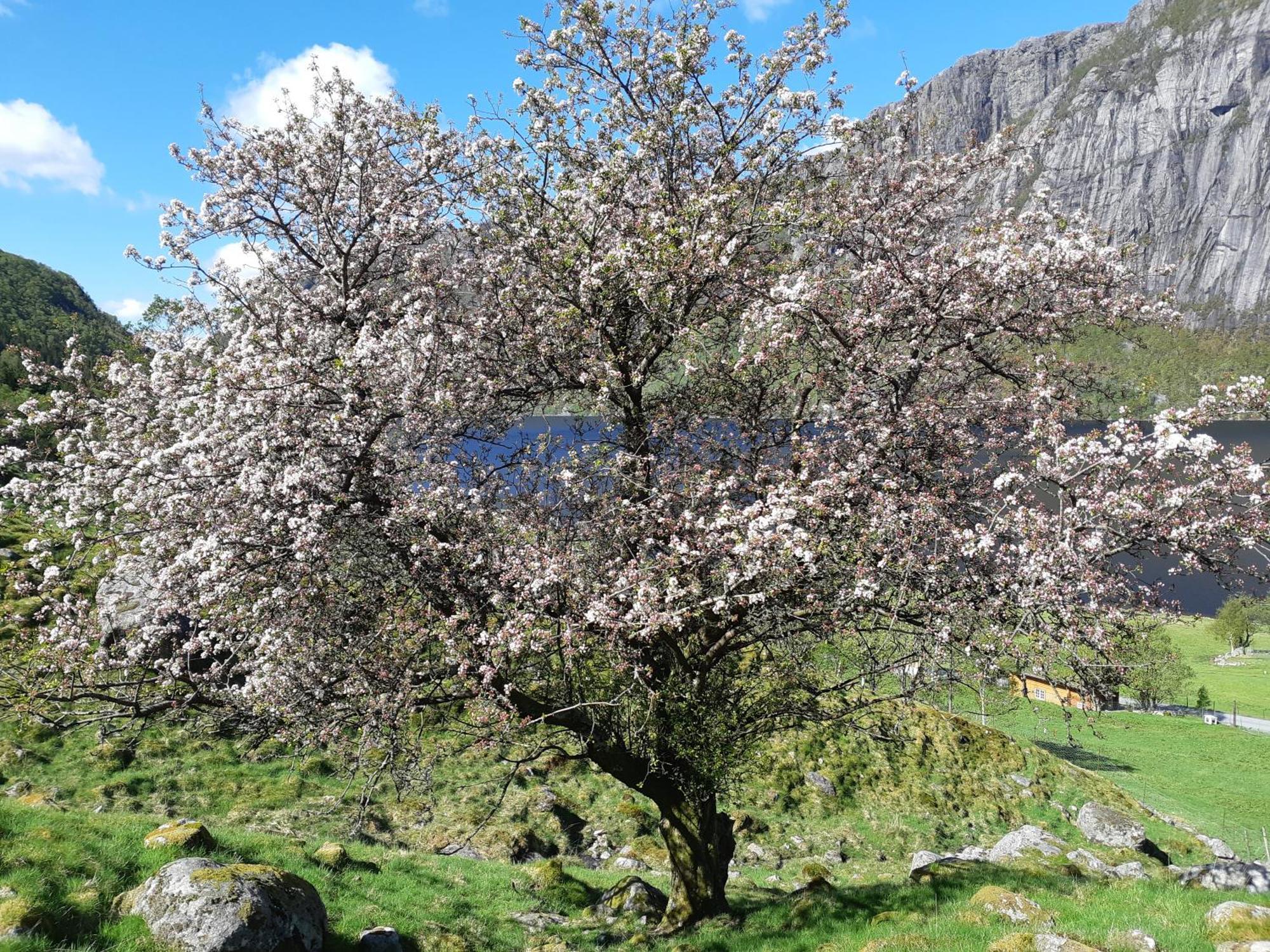 Hytte Ved Preikestolen Forsand Bagian luar foto